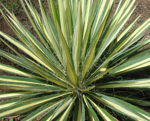 FSS Yucca Extract PF