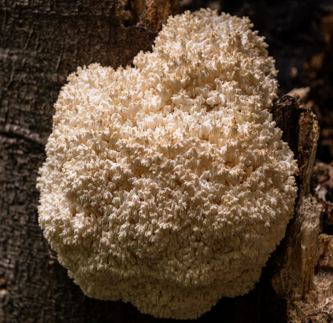FSS LION'S MANE EXTRACT SNO