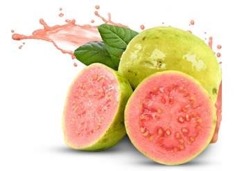 FSS Guava Extract – Formulator Sample Shop