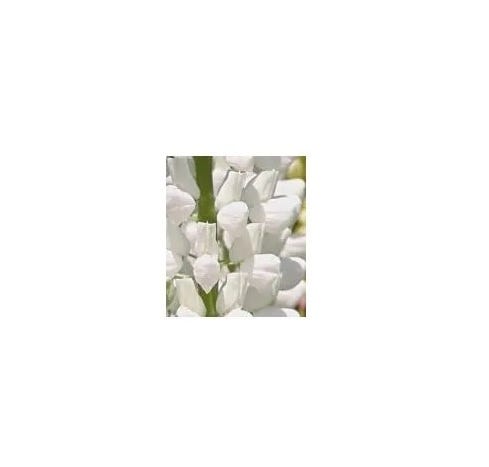 HaiRevive Lupine PF - Hydrolyzed Lupine Protein