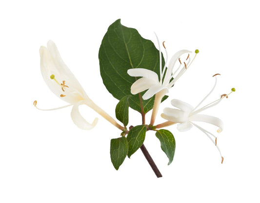 FSS Honeysuckle Blend