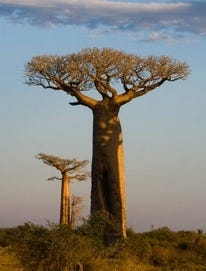 Hydrolyzed Baobab Protein PF