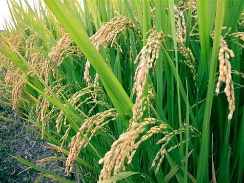 Hydrolyzed Rice Protein