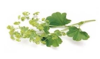 FSS LADY'S MANTLE EXTRACT PF