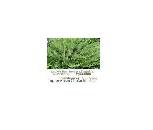 FSS MicroVector Plump Southernwood HYA OS