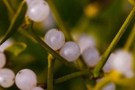 FSS Mistletoe Extract G