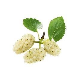 FSS Mulberry Extract BG PF