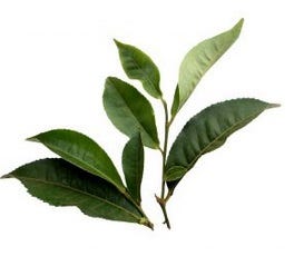 FSS Matcha Tea Extract PF