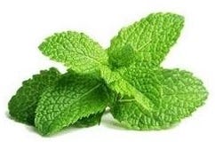 FSS Peppermint Extract PF