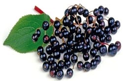 PHYTOCIDE ELDERBERRY OS