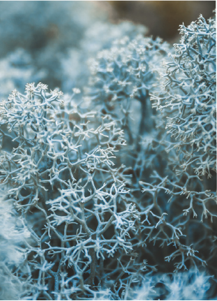 PhytoCide Lichen