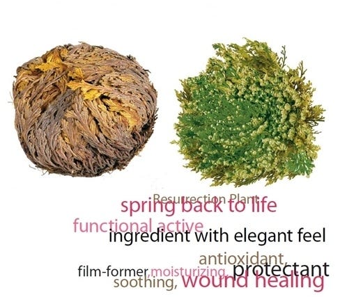 PhytoFuse Renew®