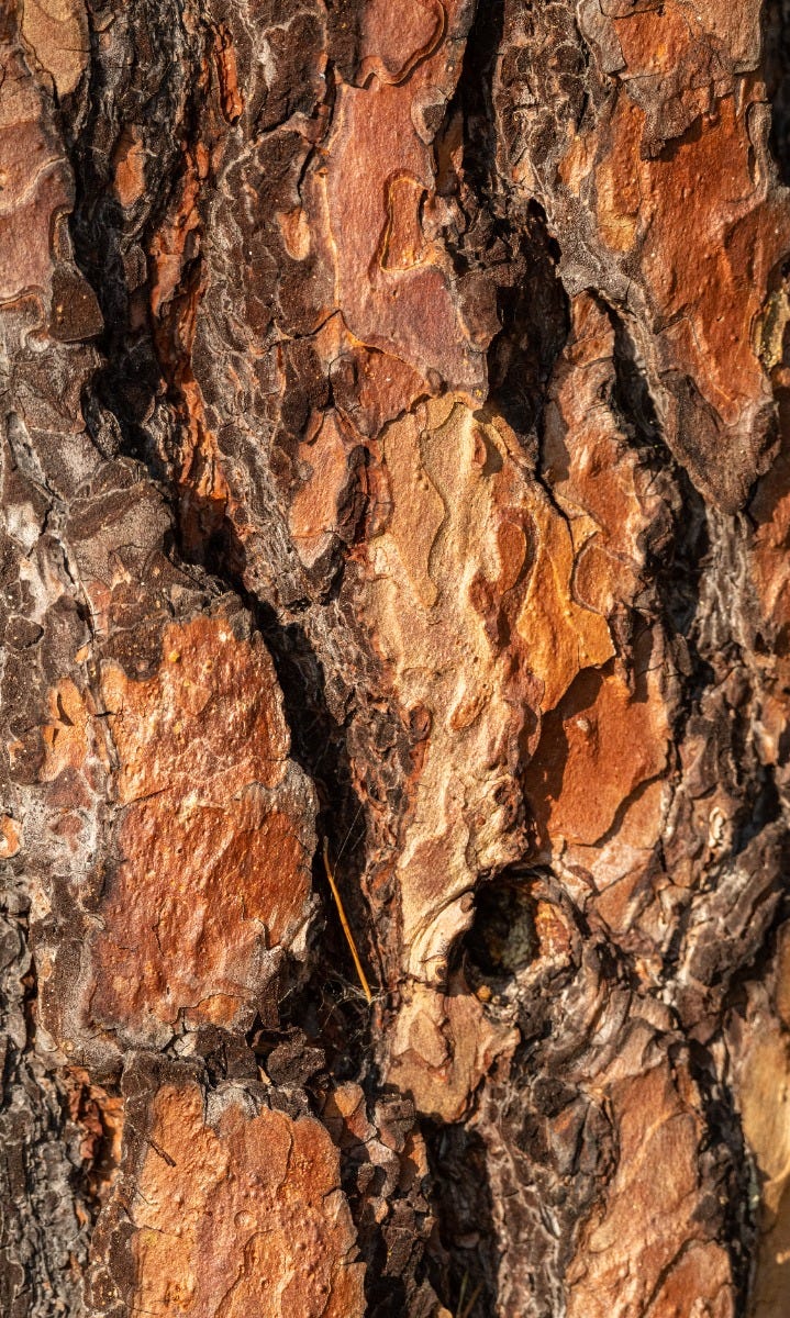 Bark Samples Pinus Stobus Bark Extract – Formulator Sample Shop