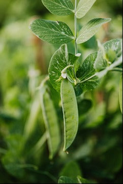 FSS PISUM SATIVUM PEPTIDE