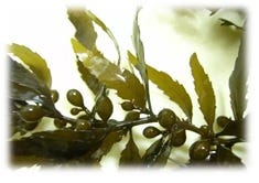 FSS Plankton Extract G