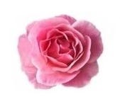 FSS Rose Extract G