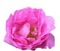 FSS Rose Hydrosol
