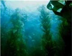 Sea Kelp BioFerment  - LV -  Our Trade Name: FSS Bull Kelp BioFerment LV