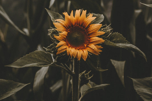 FSS Sunflower Lecithin