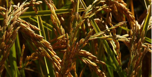 FSS Vegetable Ceramides BG